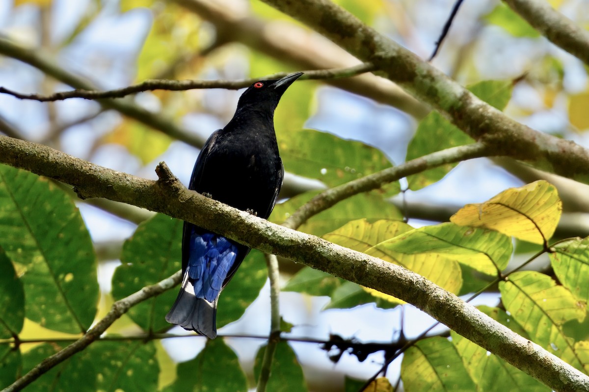 Asian Fairy-bluebird - ML652432935