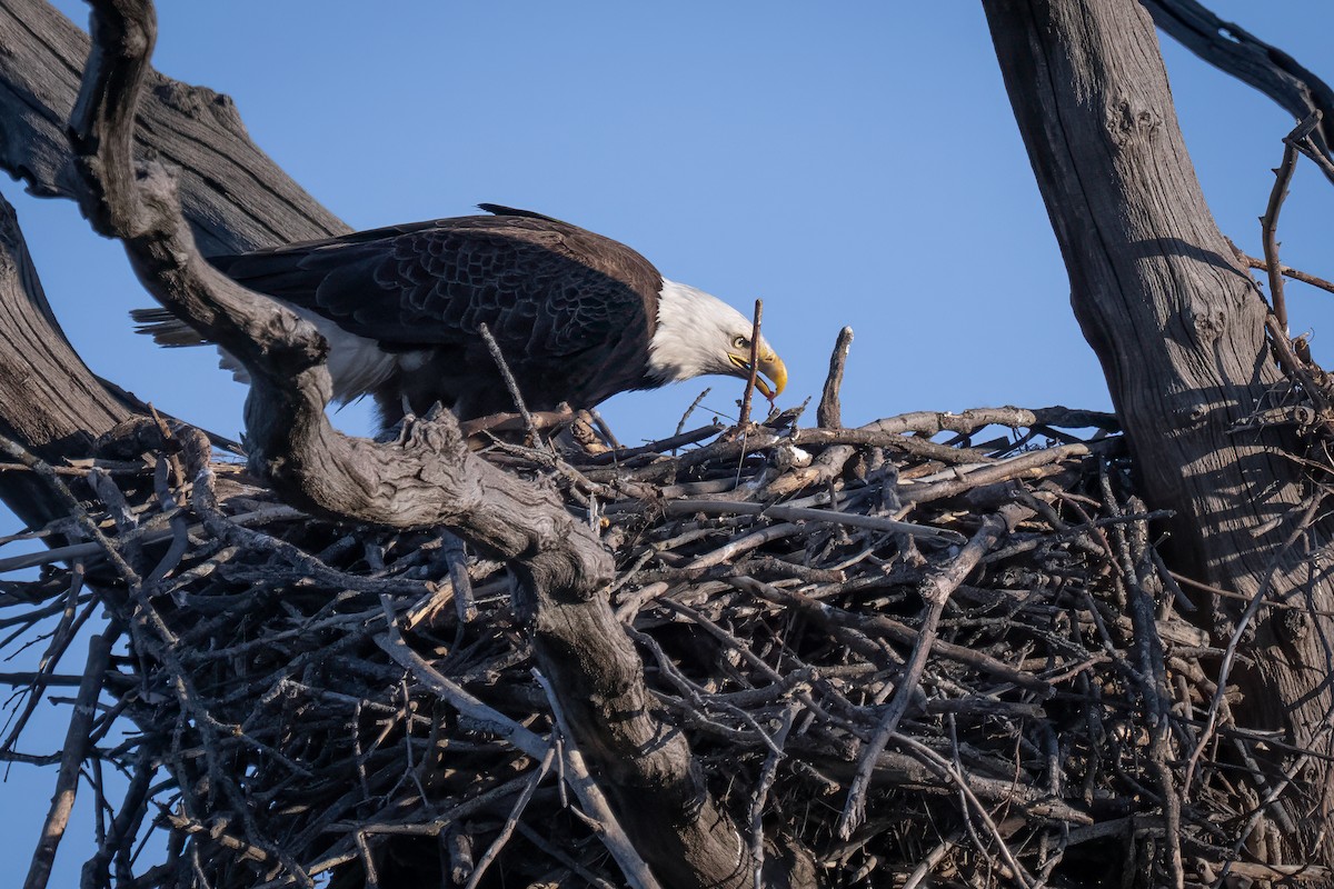 Bald Eagle - ML652432936