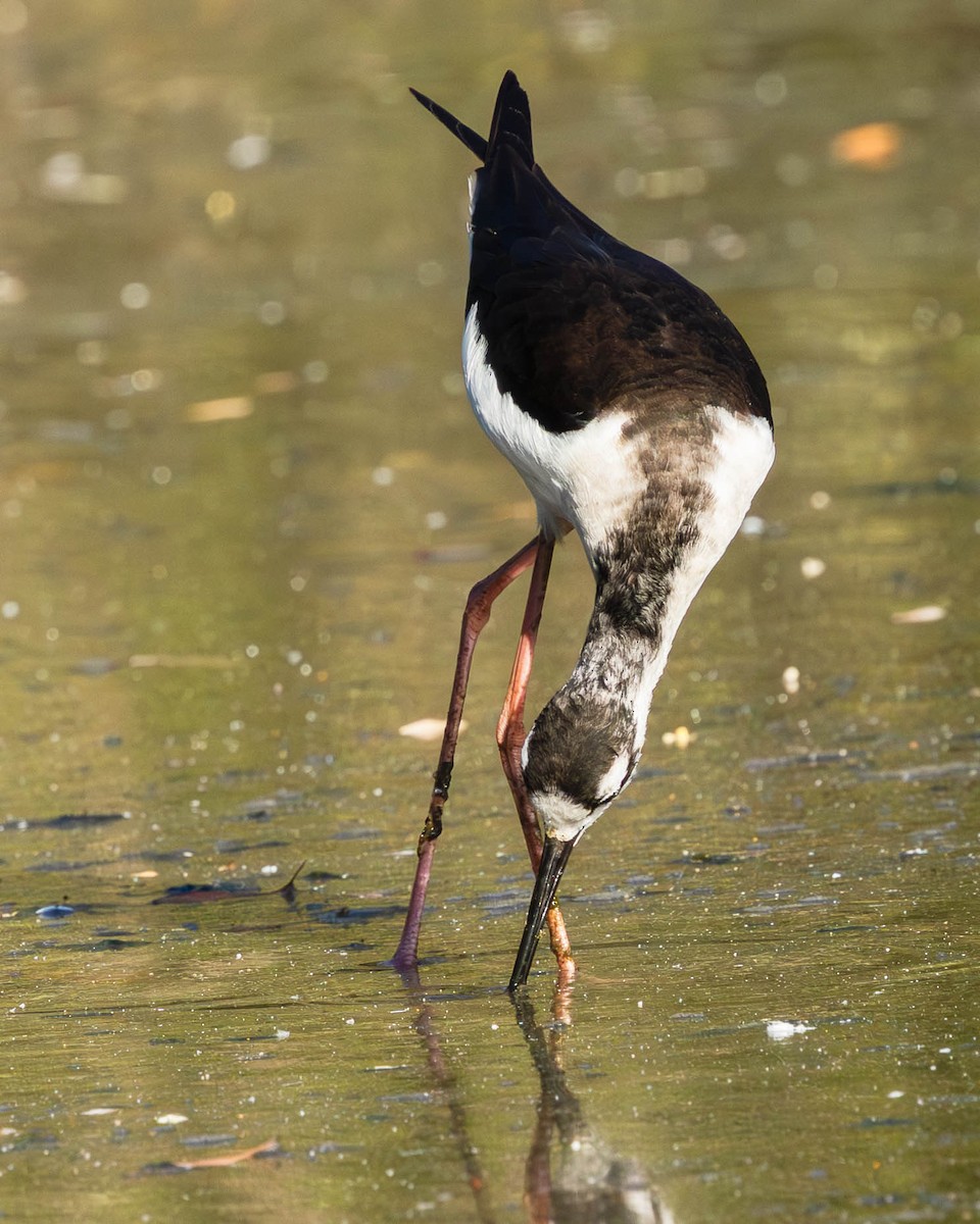 Black-necked Stilt - ML652432937