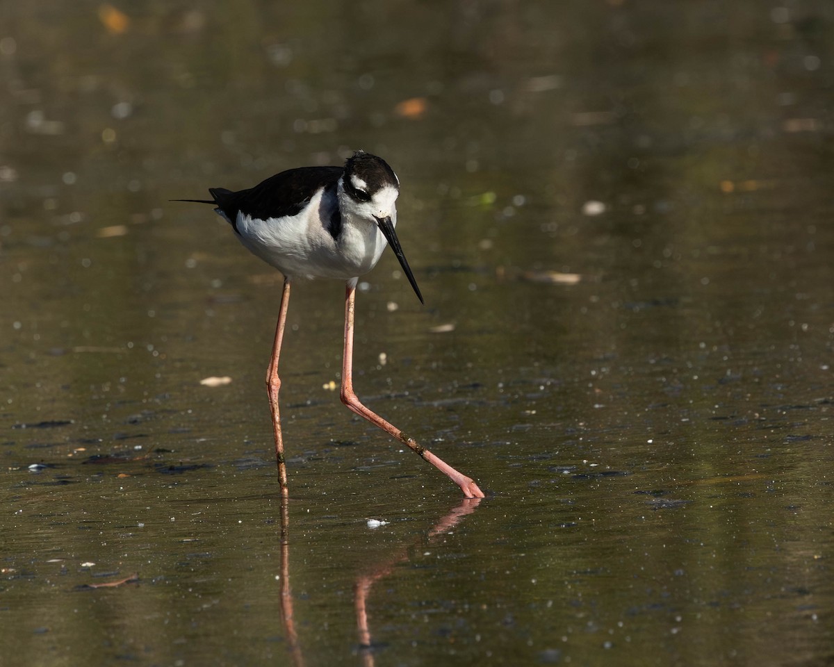 Black-necked Stilt - ML652432938