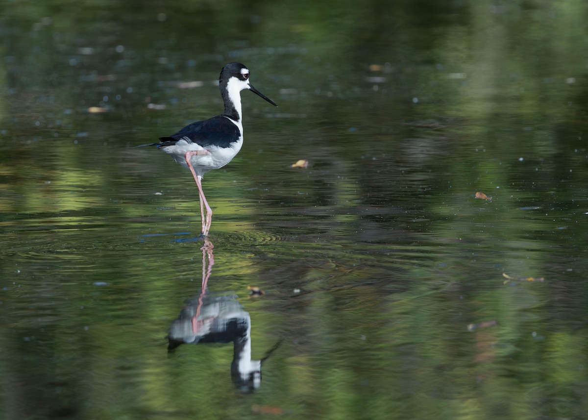 Black-necked Stilt - ML652432939