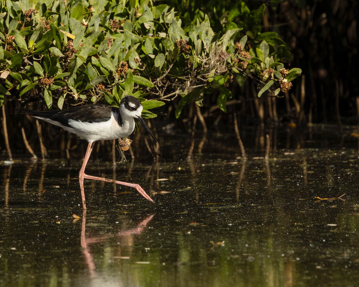Black-necked Stilt - ML652432940