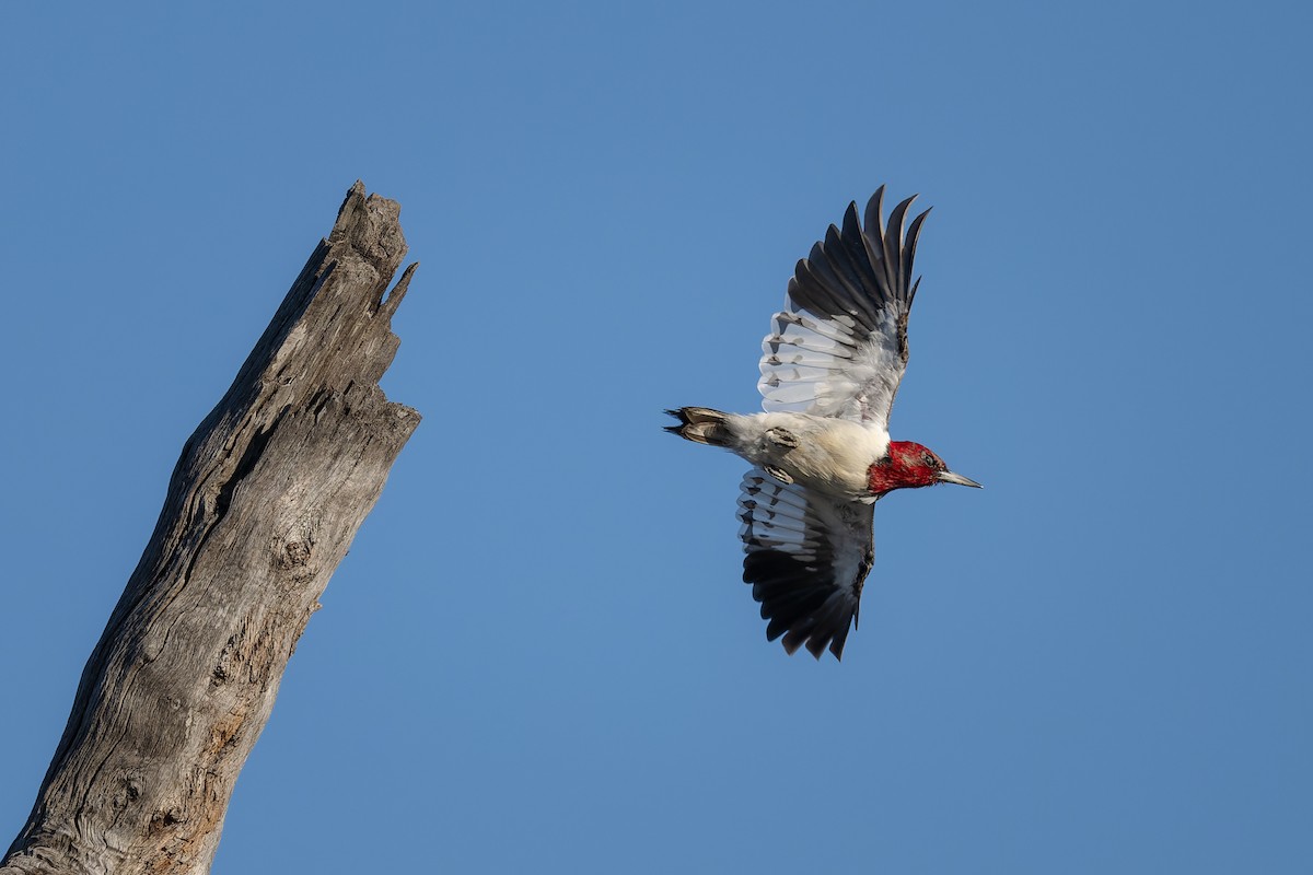 Red-headed Woodpecker - ML652432945