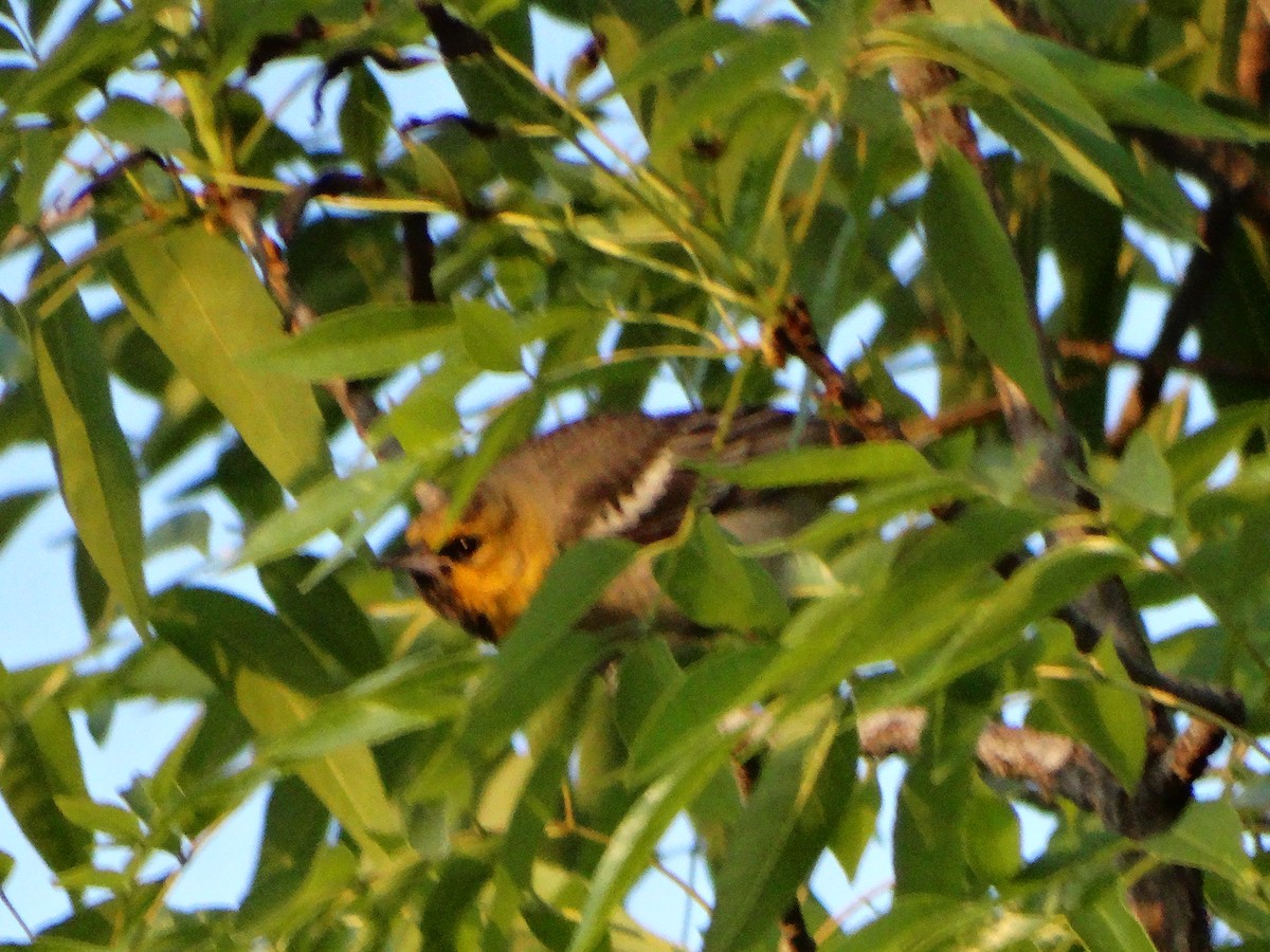 Bullock's Oriole - ML652432946