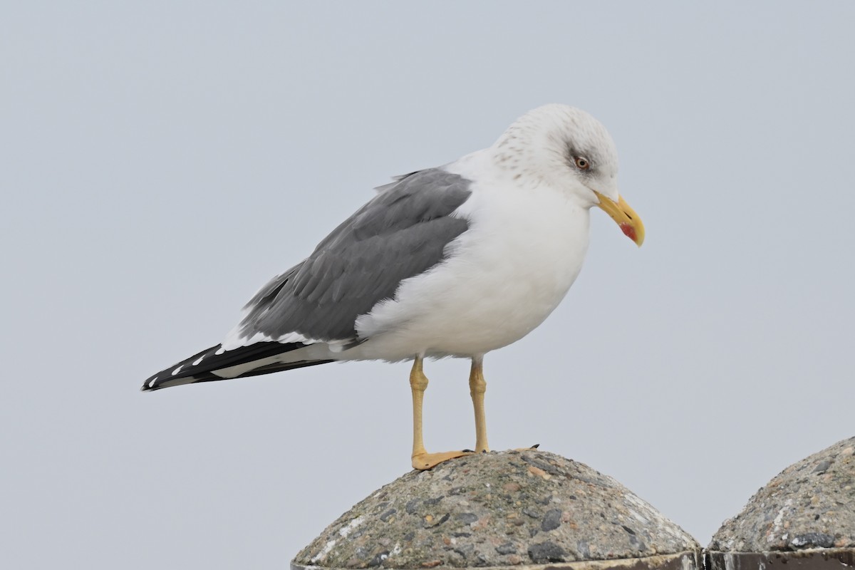 Lesser Black-backed Gull - ML652432947