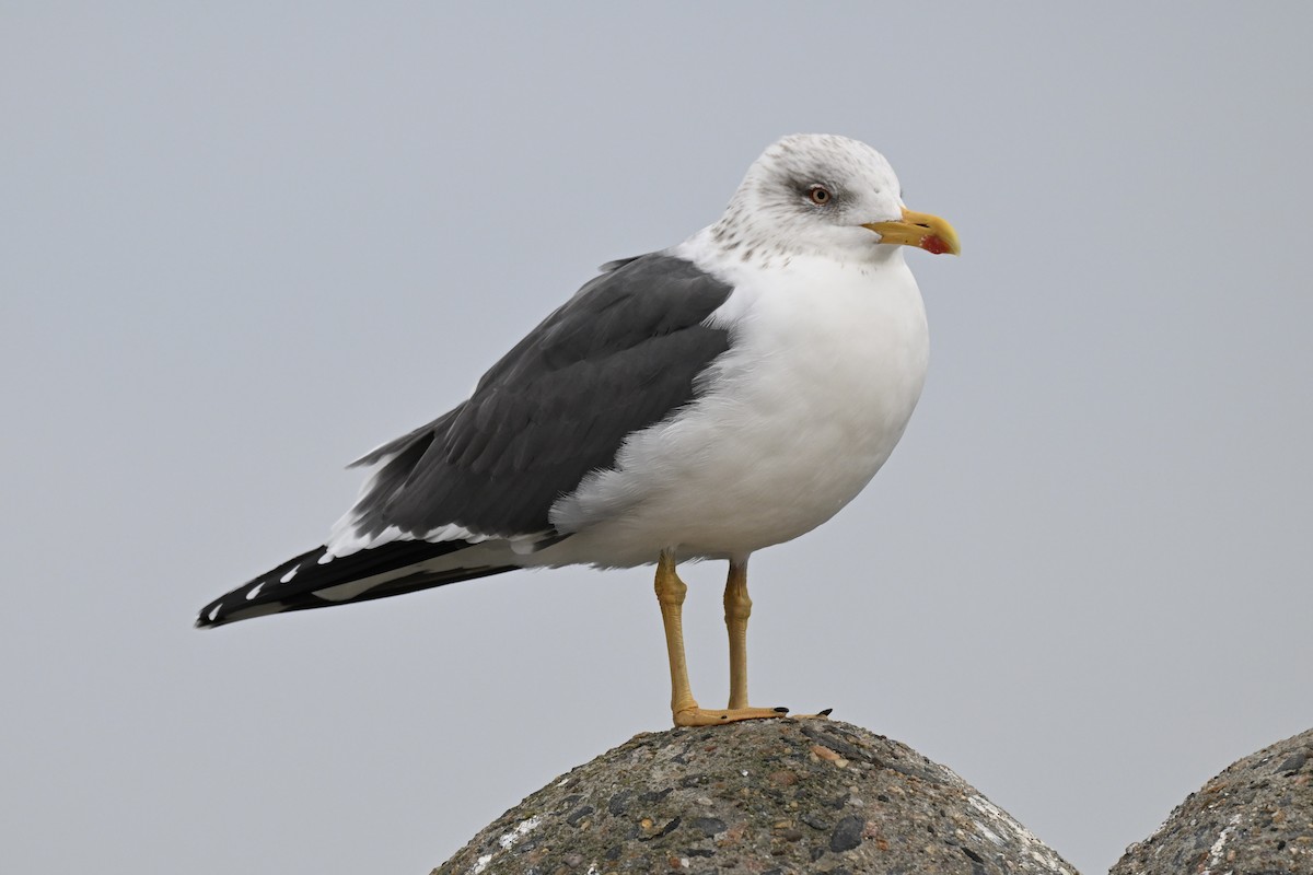Lesser Black-backed Gull - ML652432948