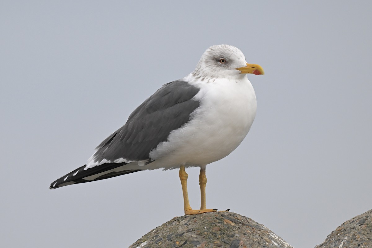 Lesser Black-backed Gull - ML652432949