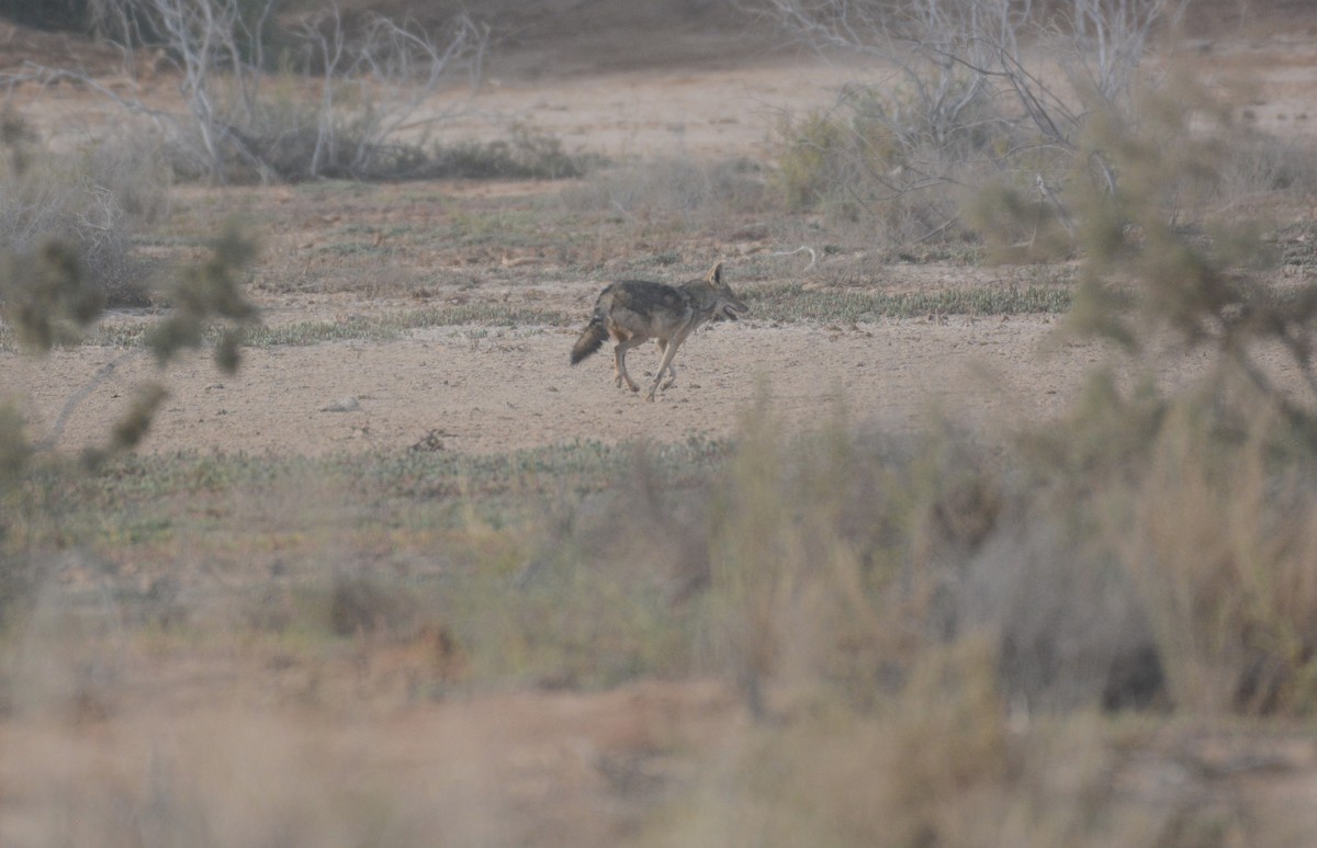 Animals - ML652432950