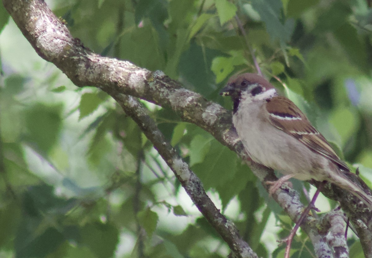 Eurasian Tree Sparrow - ML652432952
