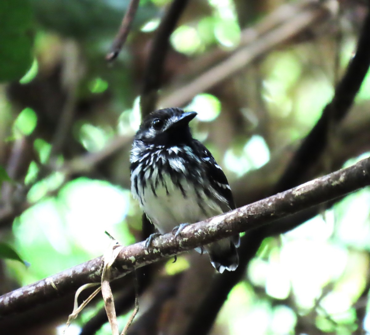 Alapi perlé - ML652432989