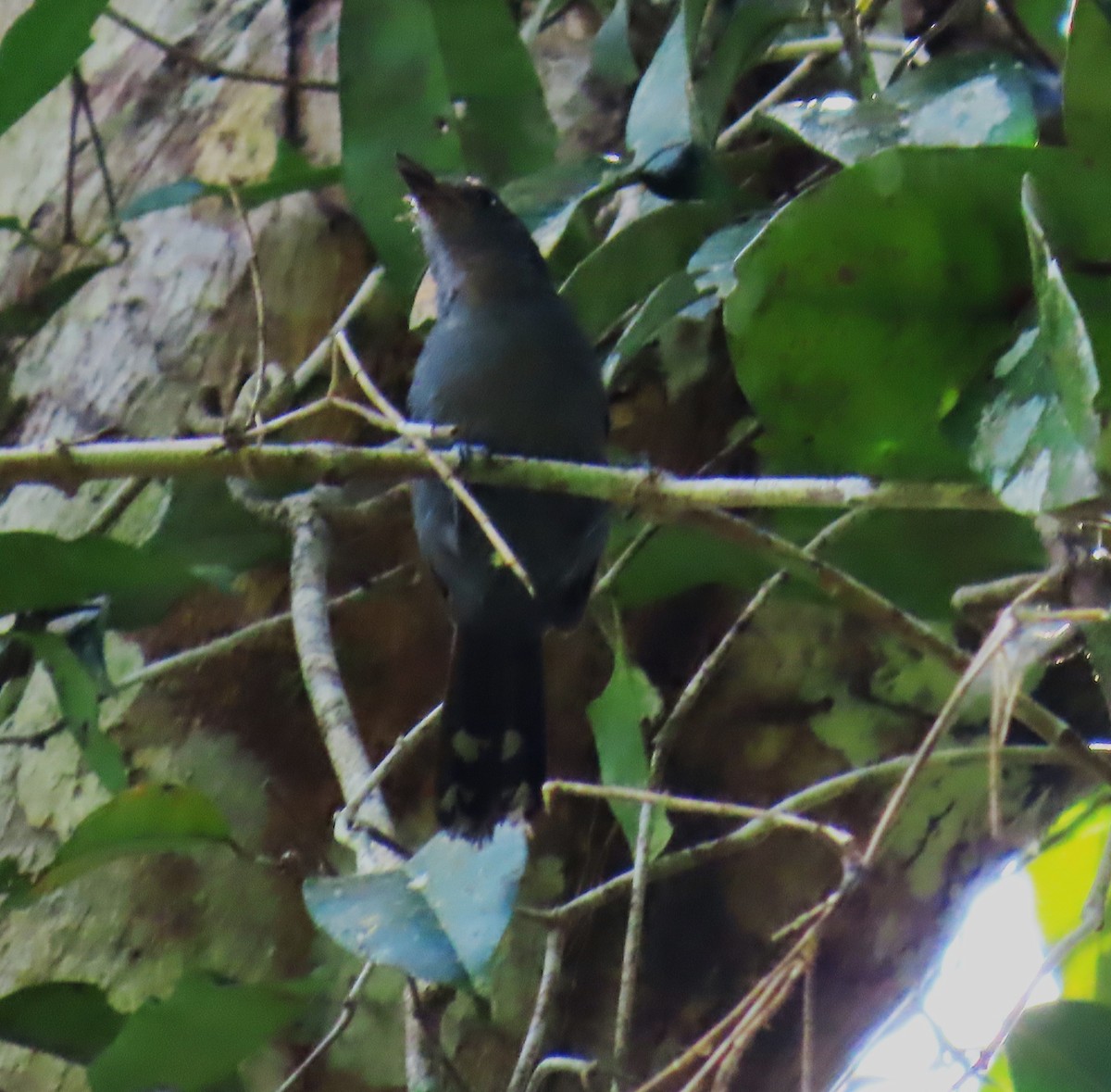 Batara demi-deuil - ML652433125