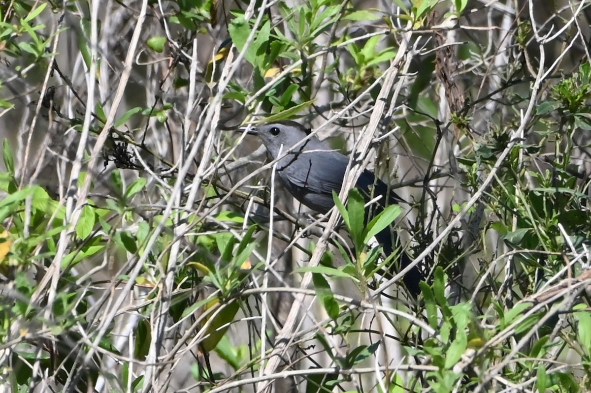 Gri Kedikuşu - ML652433192