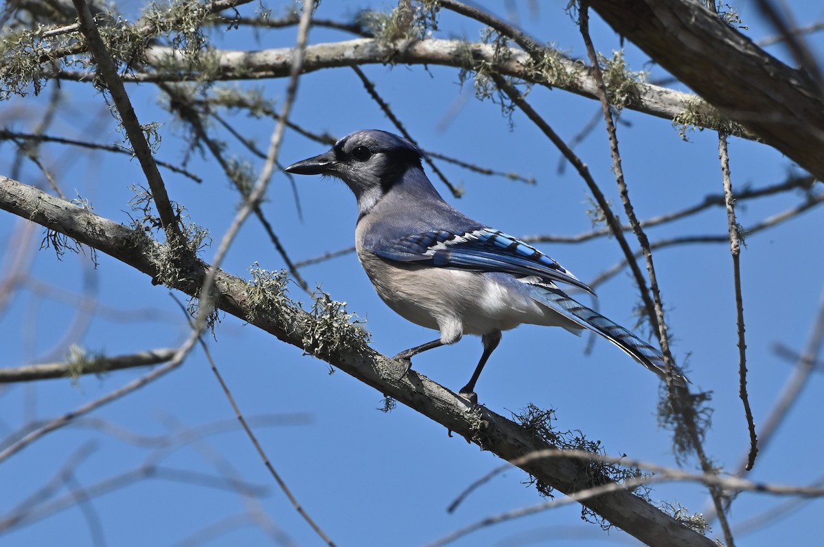 Mavi Karga - ML652433227