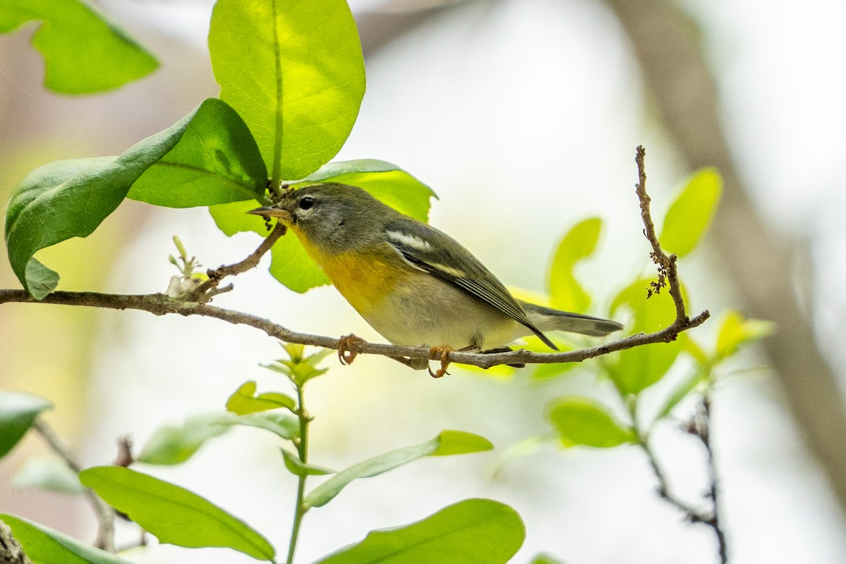 Northern Parula - ML652433295