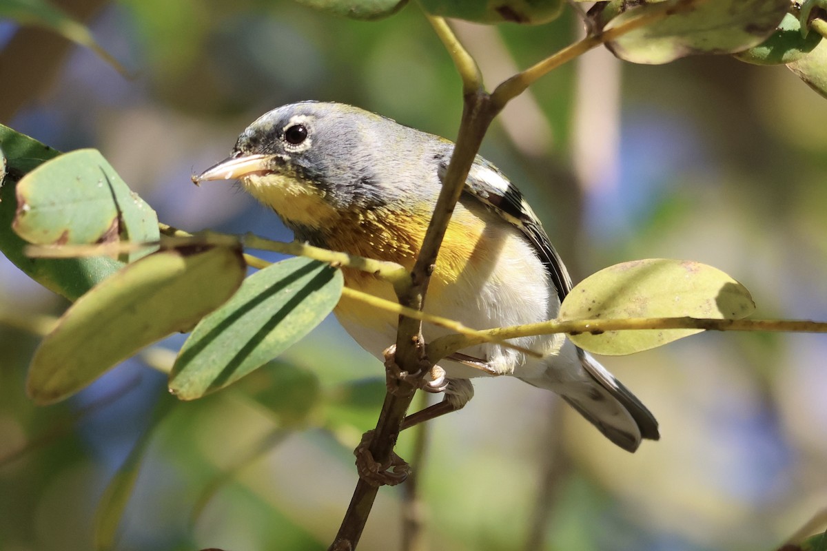 Northern Parula - ML652433856
