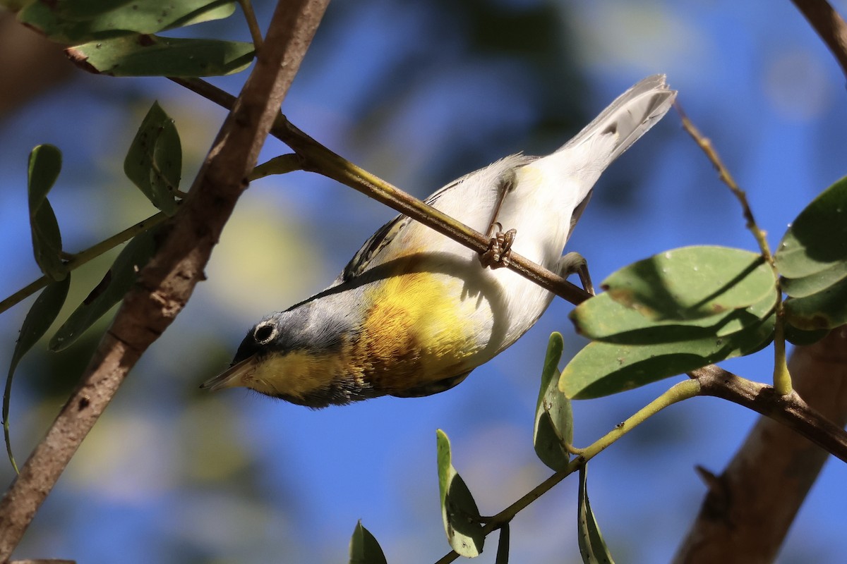 Northern Parula - ML652433857