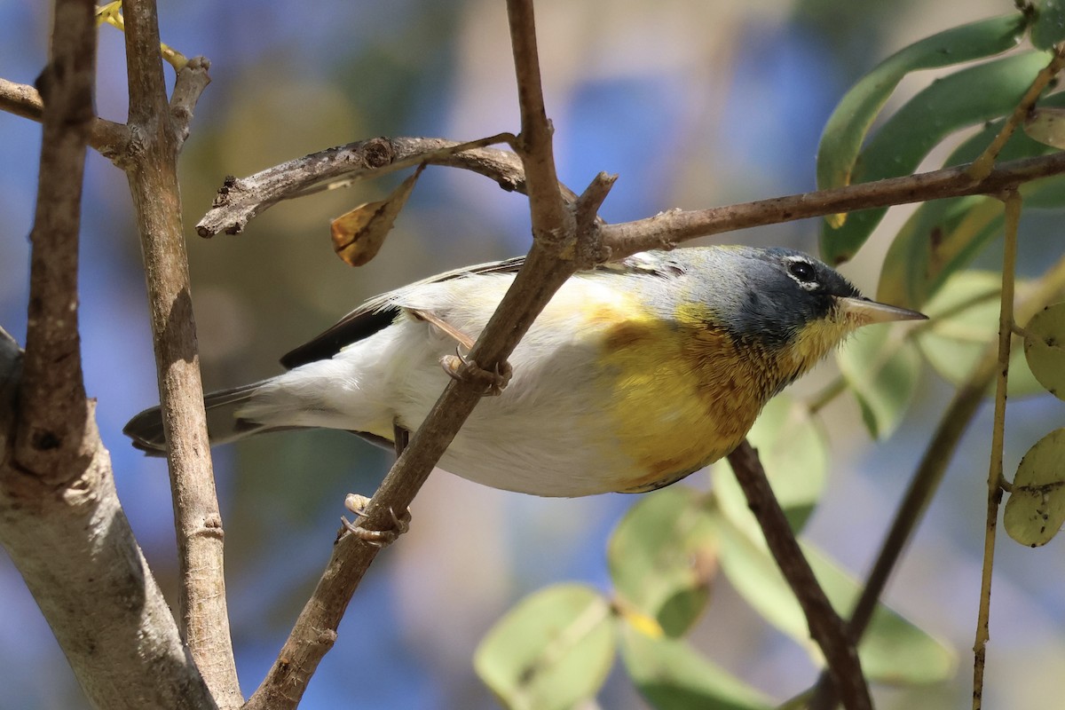 Northern Parula - ML652433858