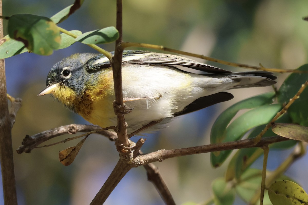 Northern Parula - ML652433859