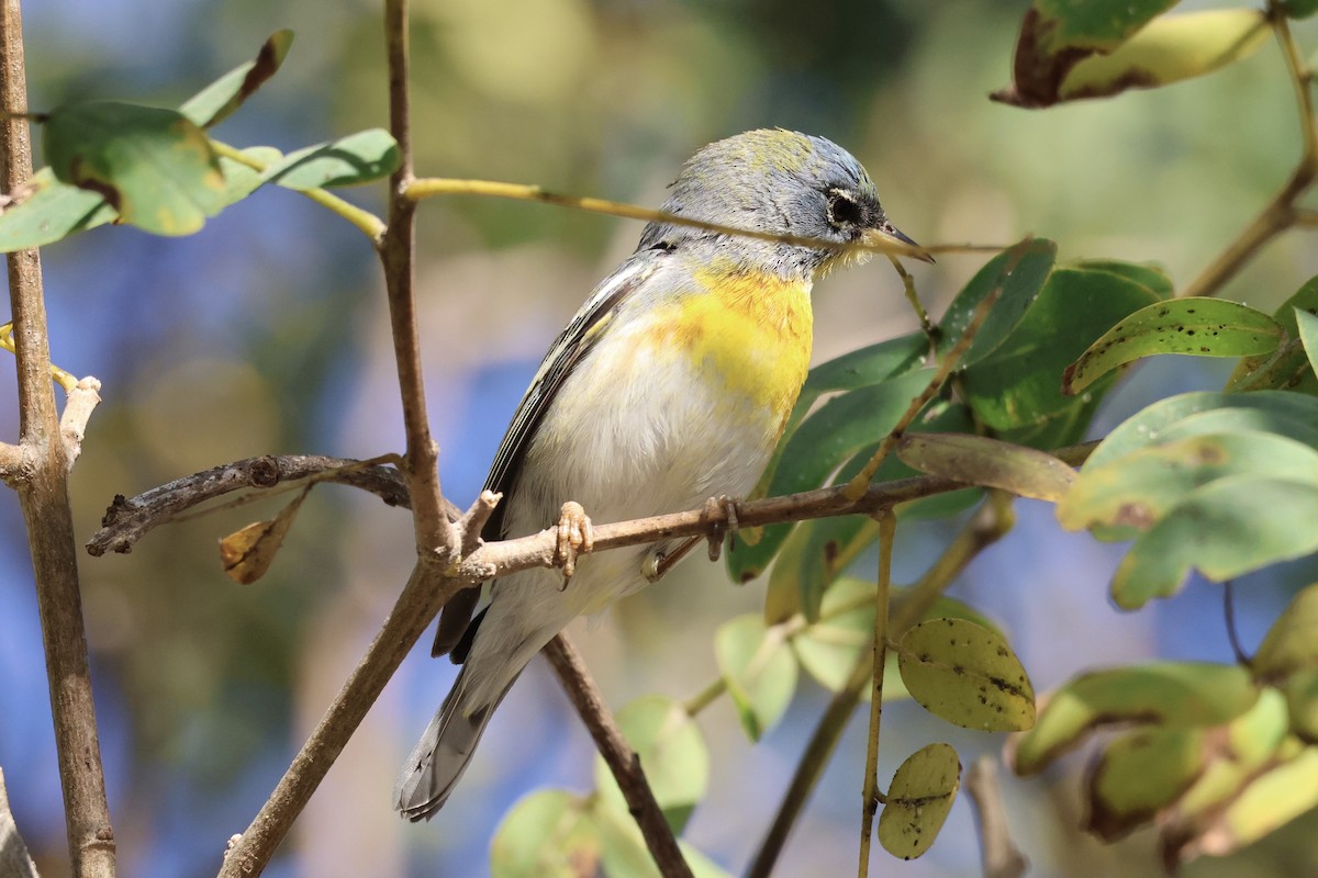 Northern Parula - ML652433860