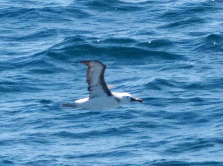 Atlantic Yellow-nosed Albatross - ML652433907