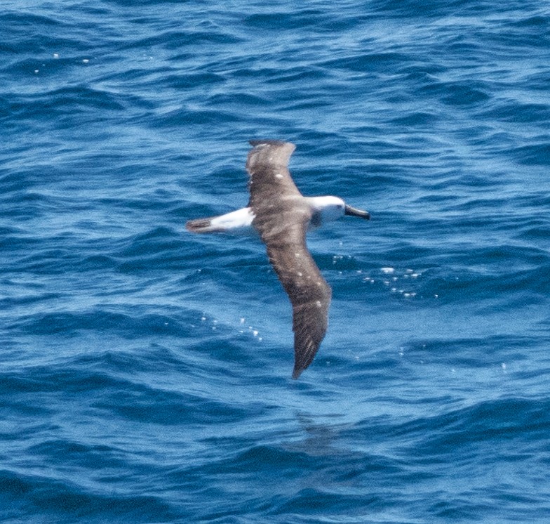 Atlantic Yellow-nosed Albatross - ML652433908