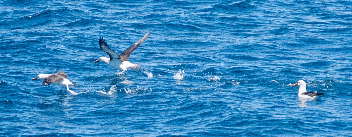 Atlantic Yellow-nosed Albatross - ML652433909
