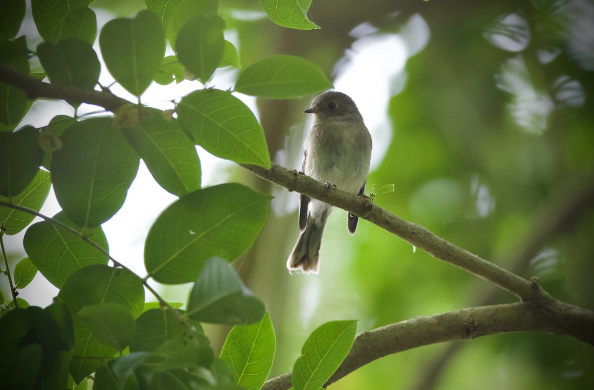 Розовая петроика - ML652433914