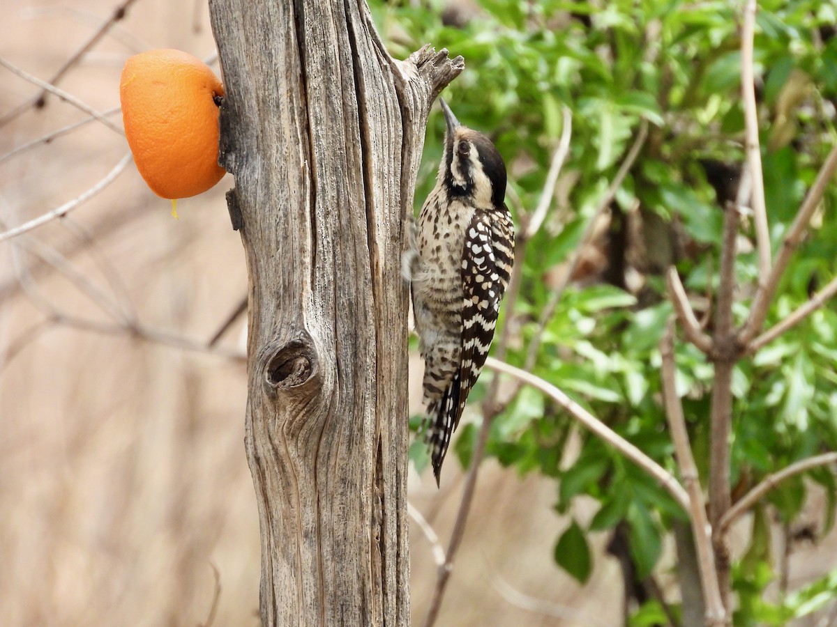 strakapoud proužkohřbetý - ML652434137