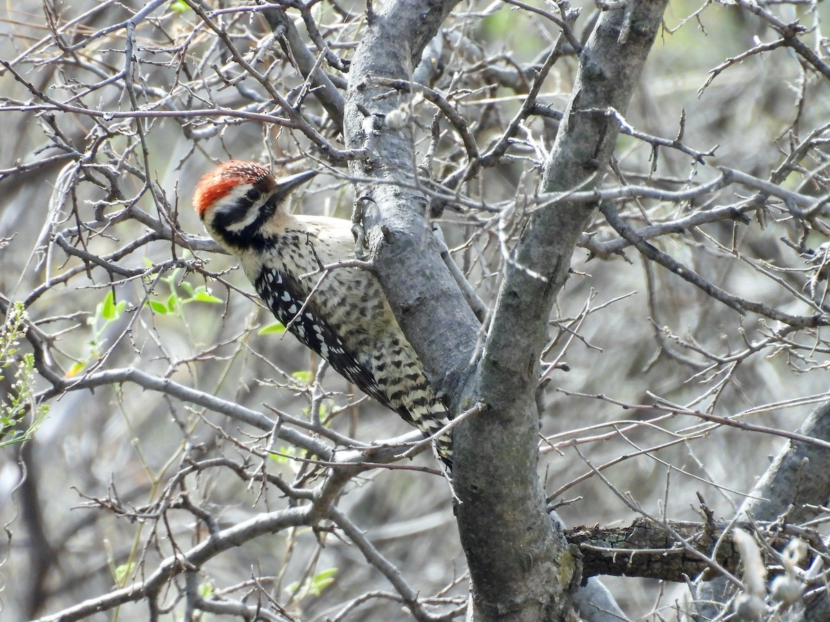 strakapoud proužkohřbetý - ML652434203