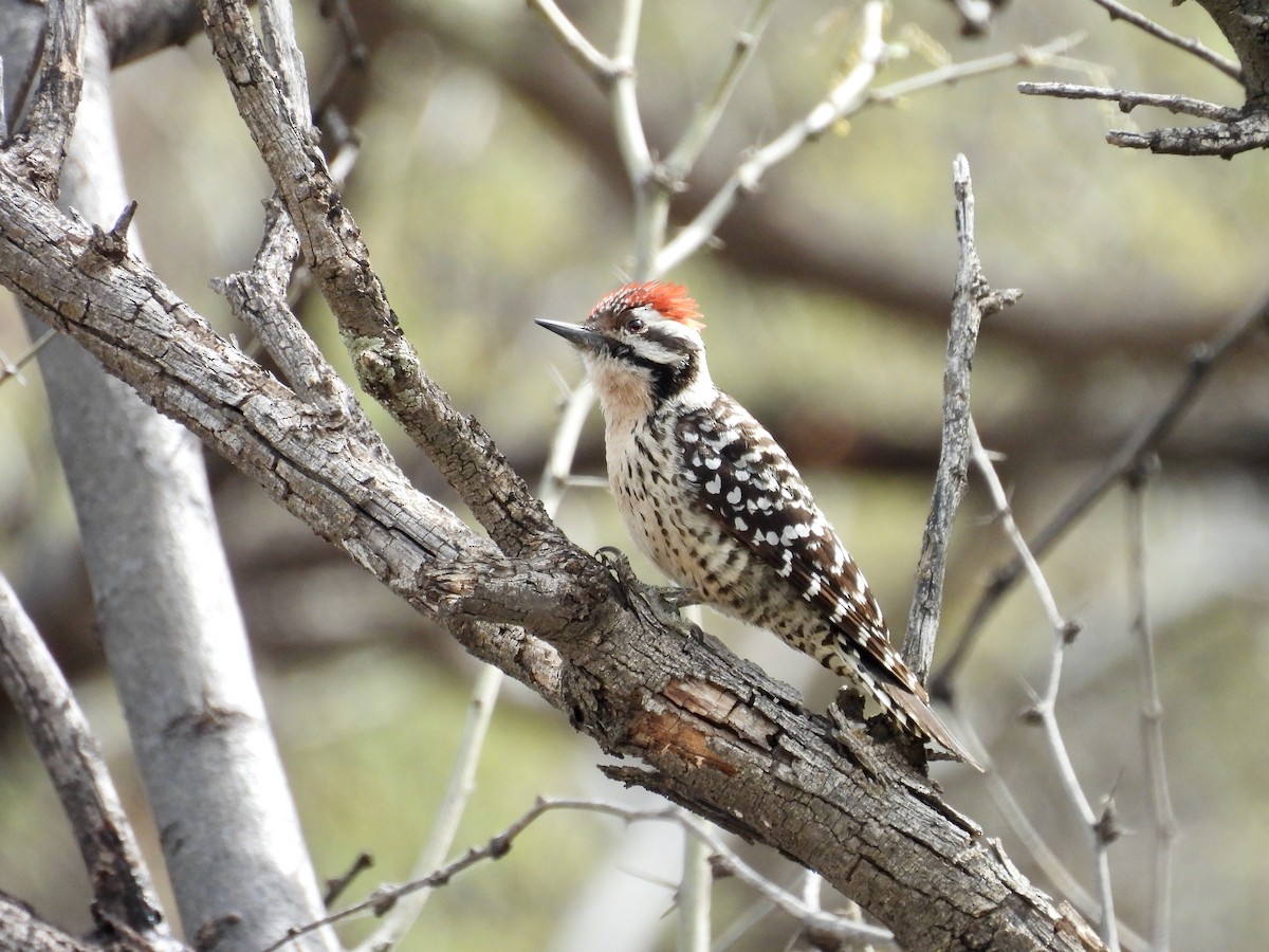 strakapoud proužkohřbetý - ML652434204