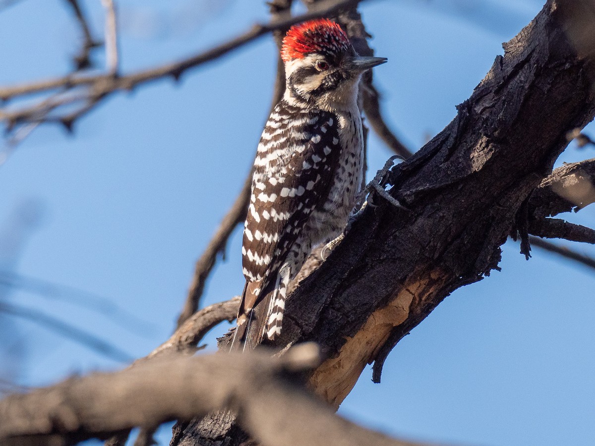 strakapoud proužkohřbetý - ML652434319