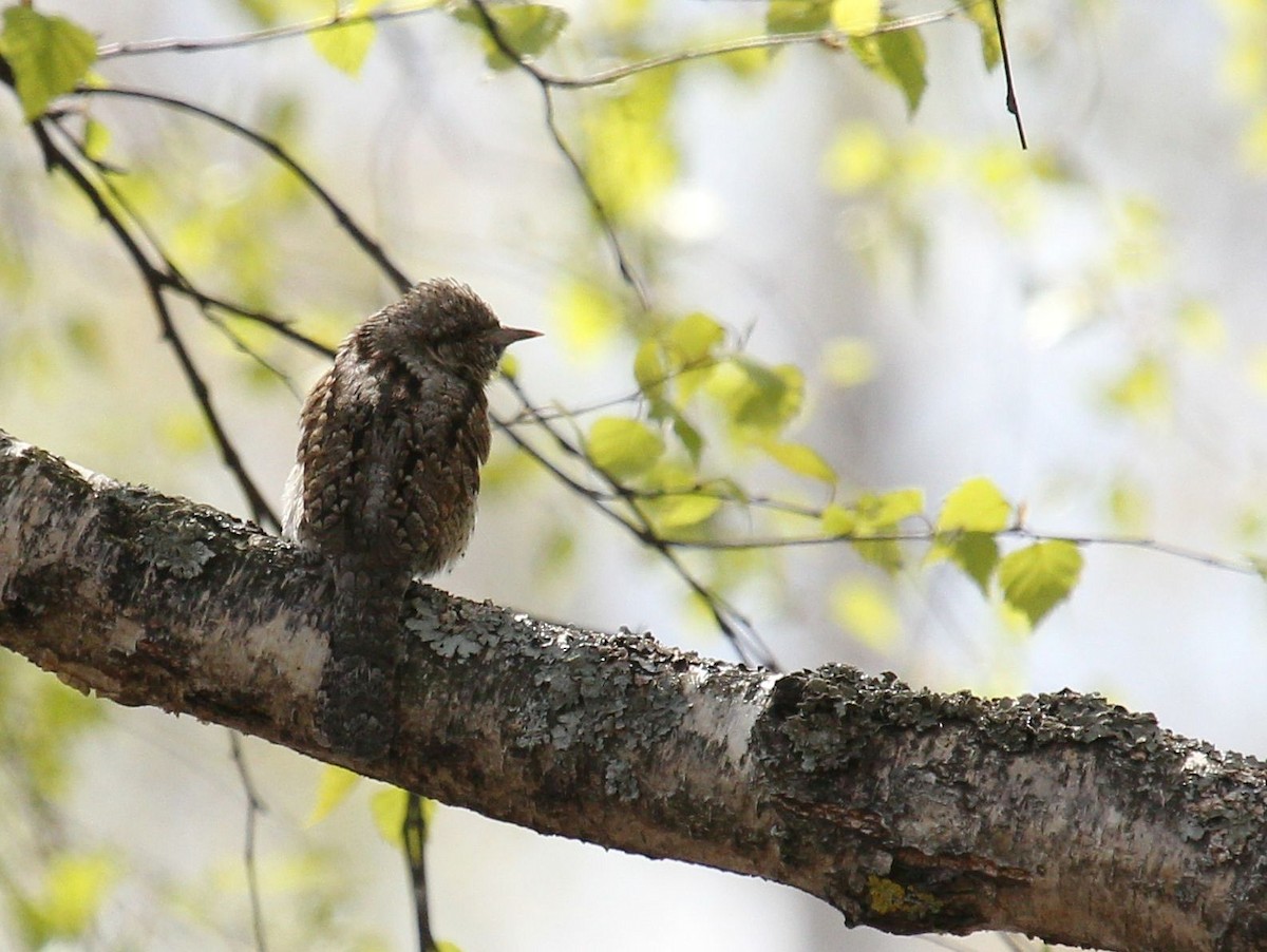 Eurasian Wryneck - ML65243451