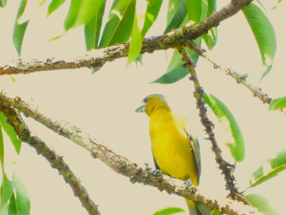 Organiste fardé - ML652434659