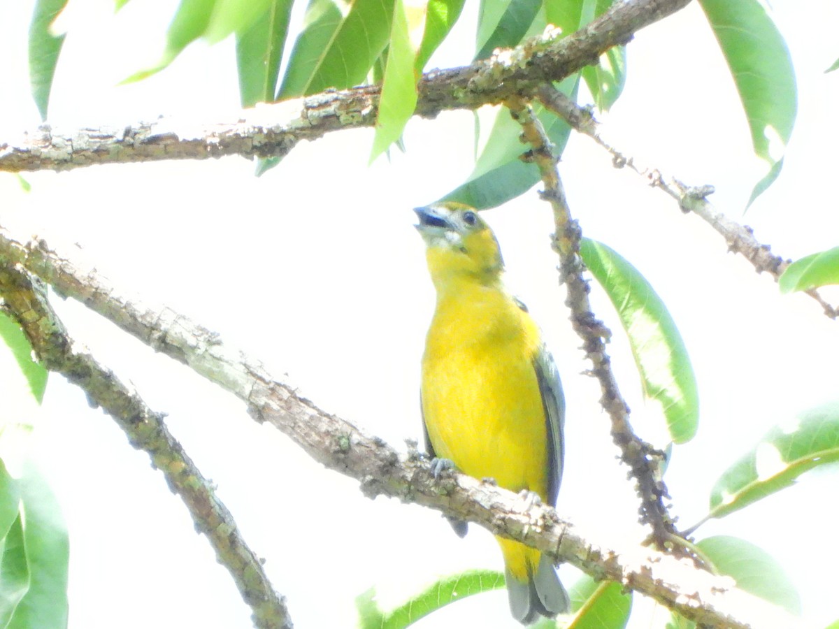 Organiste fardé - ML652434683