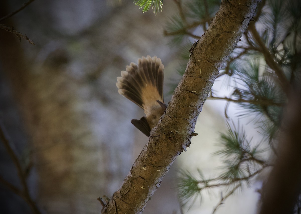 Australian Rufous Fantail - ML652434858