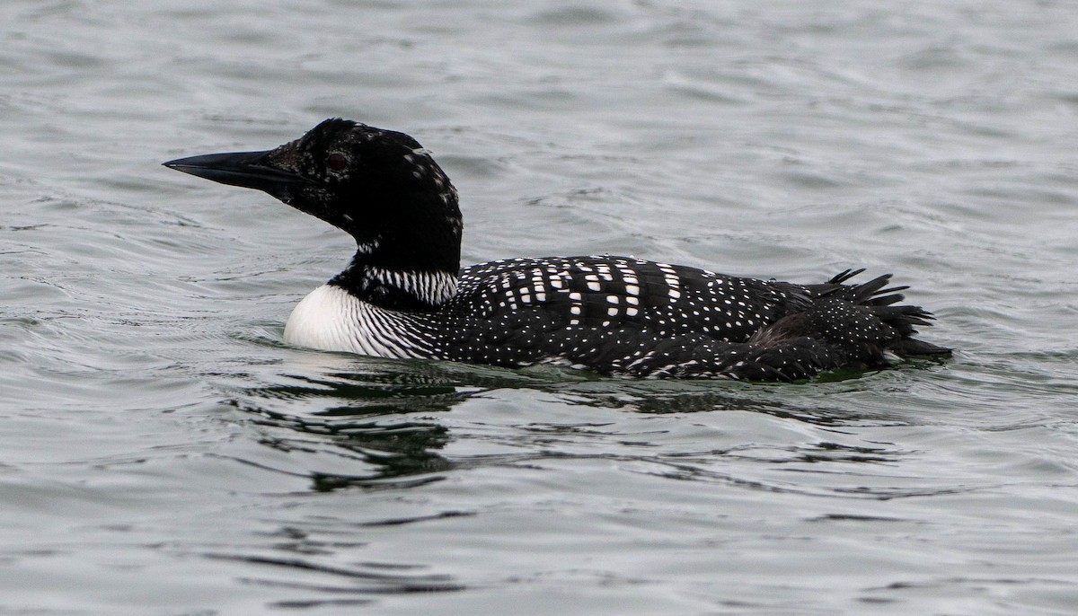 Eistaucher - ML652434915