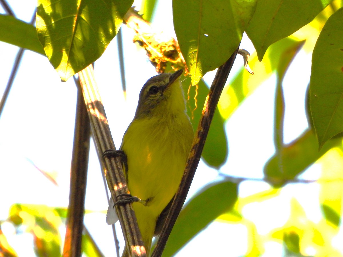 Tyranneau flavéole - ML652434979