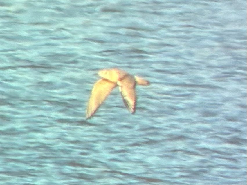 kanadahettemåke - ML652434983