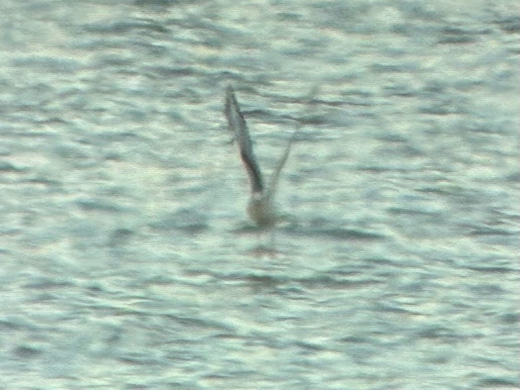 kanadahettemåke - ML652434984