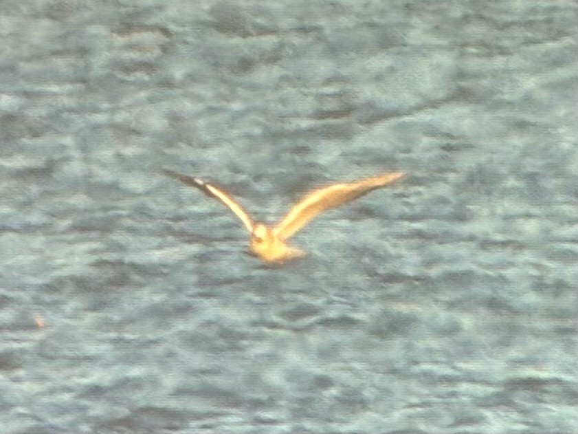 kanadahettemåke - ML652434985