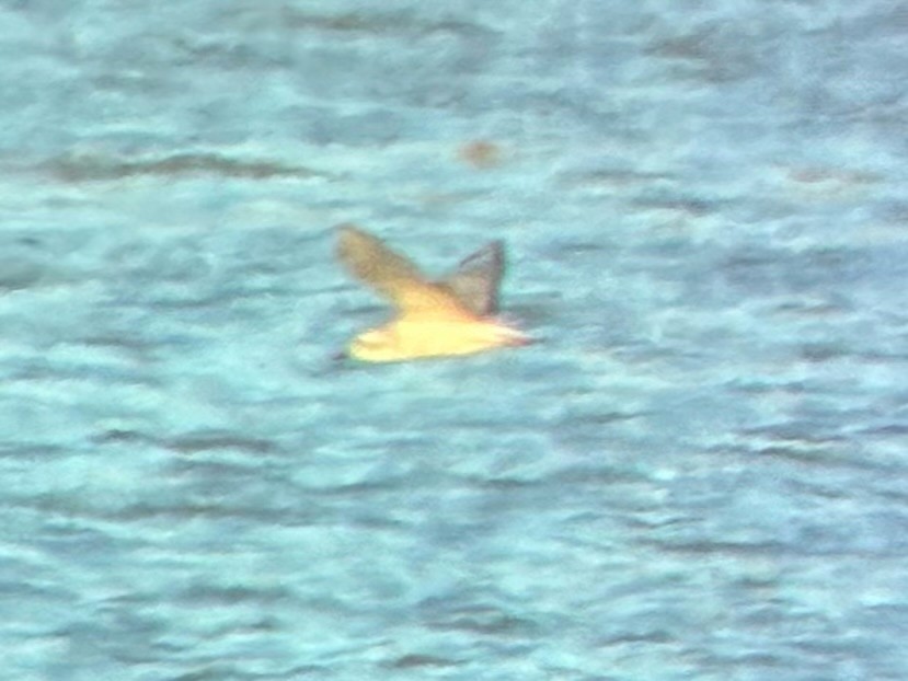 kanadahettemåke - ML652434986