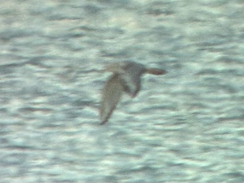 kanadahettemåke - ML652434987