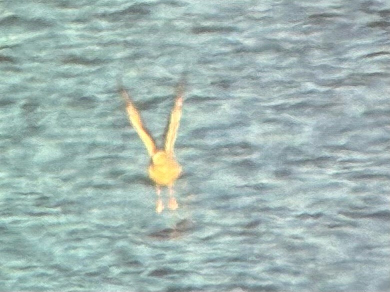 kanadahettemåke - ML652434988