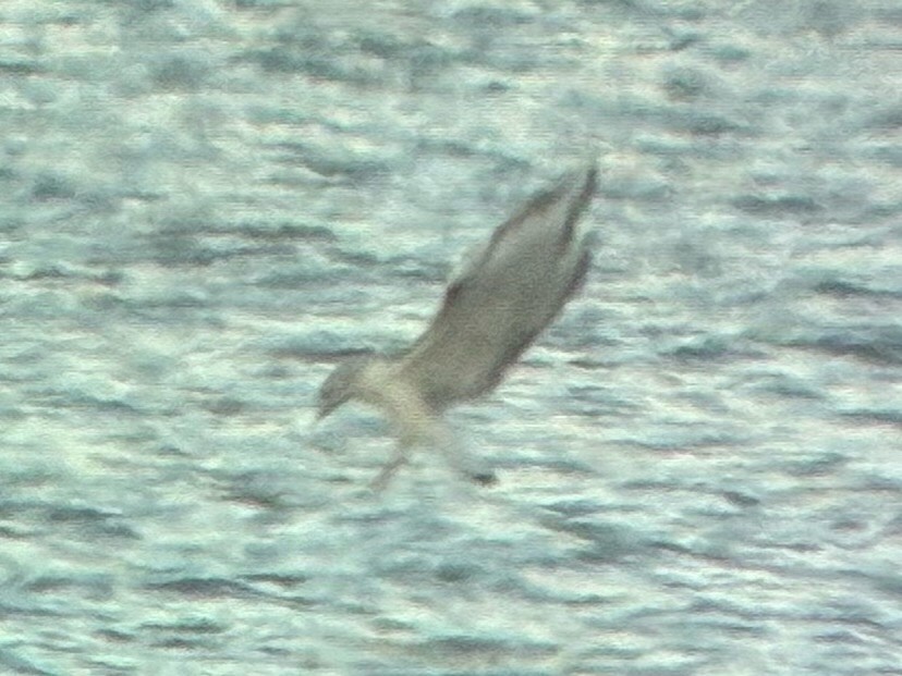 kanadahettemåke - ML652434989