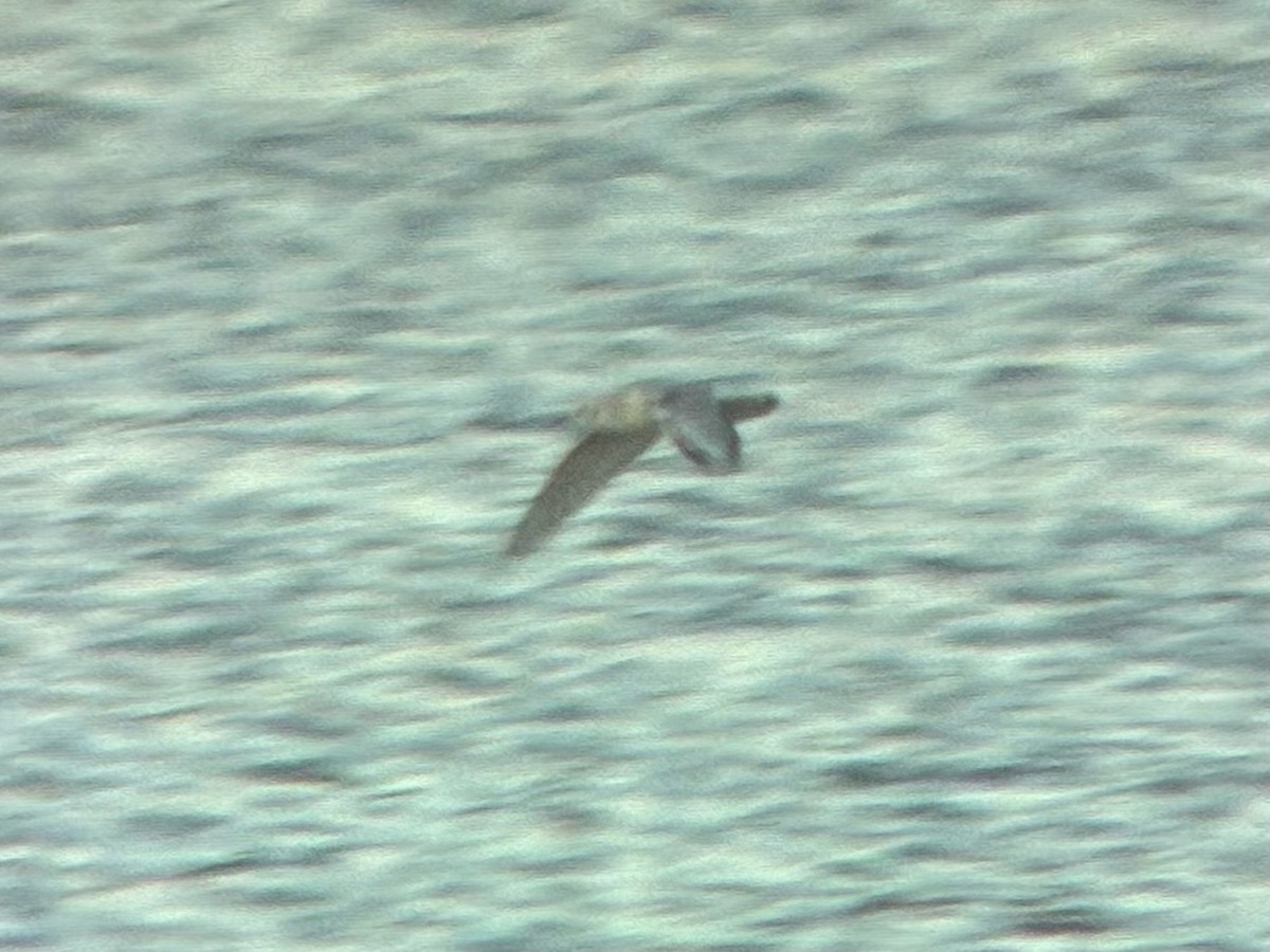 kanadahettemåke - ML652434990