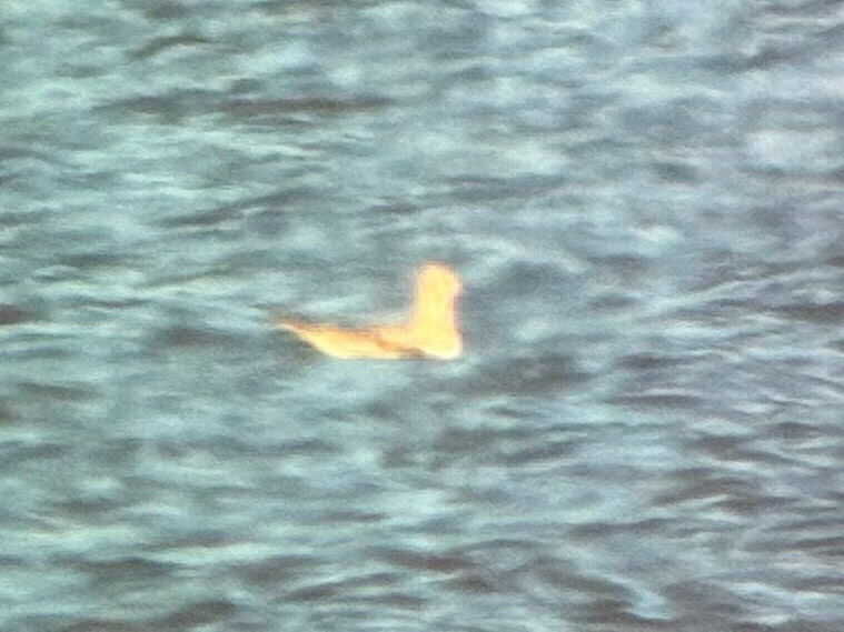 kanadahettemåke - ML652434991