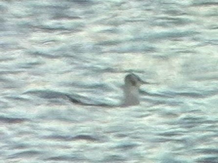 kanadahettemåke - ML652434992