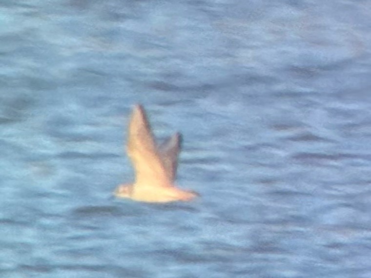 kanadahettemåke - ML652434993