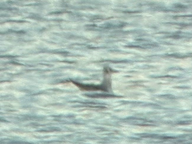 kanadahettemåke - ML652434994