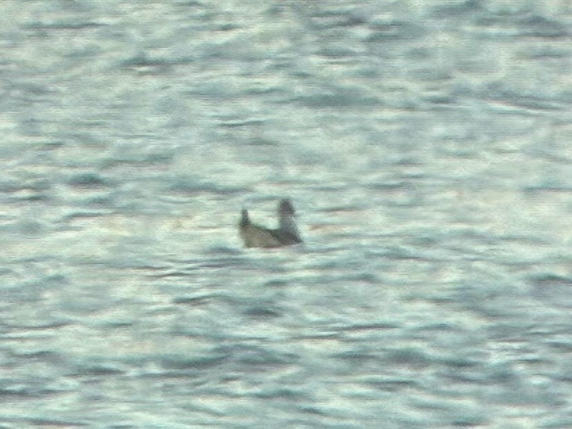 kanadahettemåke - ML652434995